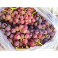 China red grape red globe yunnan grape fresh fruit exporter